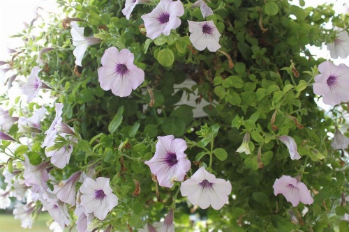 Victorian Charm Inn image 15